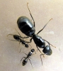 �camponotus pero cual?