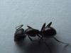 soldado de camponotus 3