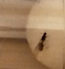 ayuda a identificar