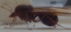 Hormiga Atta