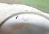 pheidole