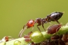 Crematogaster scutelaris