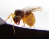 ix lasius_1