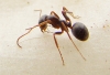 ix formica cunicularia_1