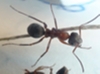 qué hormiga es?