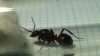 es reina ? qu� especie?