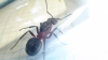 que reina? qu� especie'