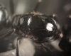t�rax