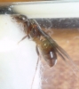 otra reina