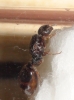 identificar reina