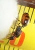 identificar reina