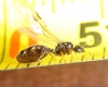 reina diminuta