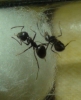 identificar hormiga