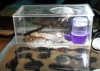 hormiguero Camponotus