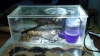 hormiguero Camponotus