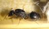 �Messor barbarus?