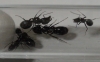 identificar estas hormigas