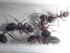�formica?
