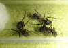 �formica?