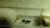 tetras?