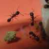 ¿qué hormiga es?