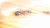 ¿reina formica?