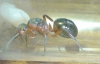 ¿reina formica?