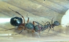�reina formica?
