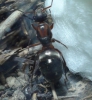 �otra F. pratensis?