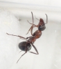 ¿qué especie es esta hormiga?