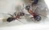 que especie es esta hormiga?