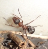 ¿que especie es esta hormiga?