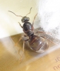 �Lasius?