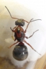 �Formica?
