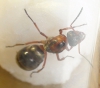 �Formica?