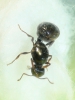 identificar reina