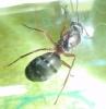 �Formica?