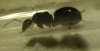�Camponotus?
