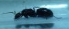 ¿Camponotus?