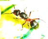 Otra reina formica más