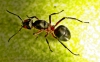 Otra reina Formica más