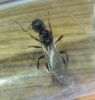 dorsal