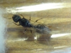 dorsal