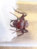 �Qu� especie es?
