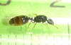 reina diminuta