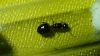 ¿Crematogaster auberti?