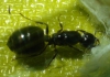 �Crematogaster auberti?