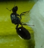 �Crematogaster auberti?