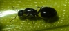 ¿Crematogaster auberti?