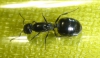 �Crematogaster auberti?